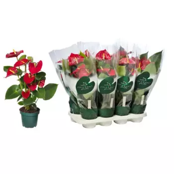 Антуриум Коралл 14 h40 см