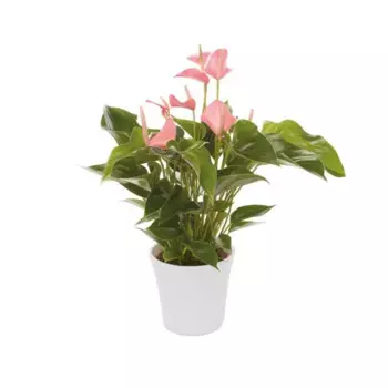 Антуриум Ли Ли 9 h20 см