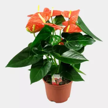 Антуриум Ливиум оранжевый 12 h30 см