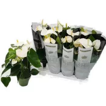 Антуриум Пломбир 14 h40 см