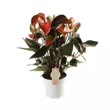 Антуриум Рейнбоу 14 h40 см