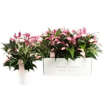 Антуриум Зизу 14 h40 см