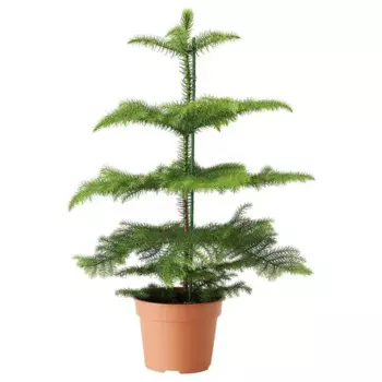 Араукария 17 h50 см