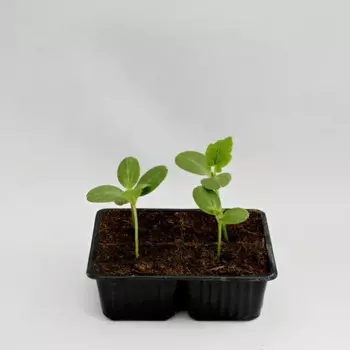 Арбуз h15 см 4 шт.