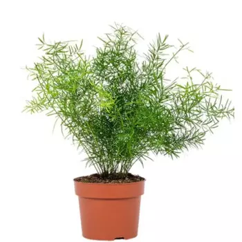 Аспарагус Спренгери 12 h25 см