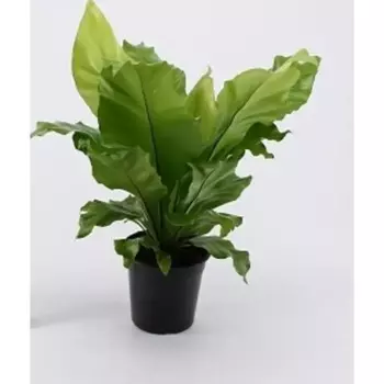 Асплениум 17 h40 см