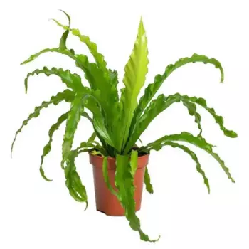 Асплениум Вариегатный 9 h15 см