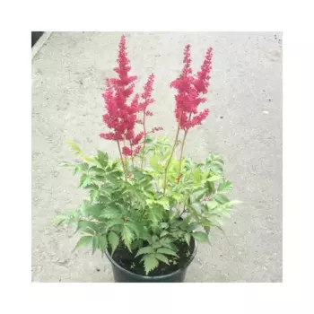 Астильба Арендса «Аметист» 1.5 л h15 см