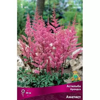 Астильба Арендса Аметист I, 1 шт