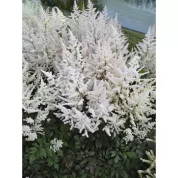 Астильба Арендса Бумальда 15 h40 см