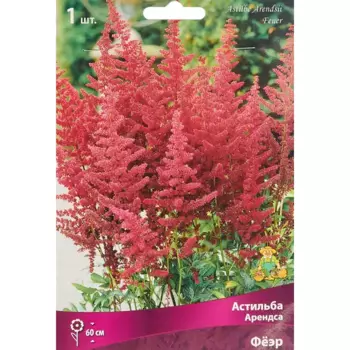 Астильба Арендса Фёэр