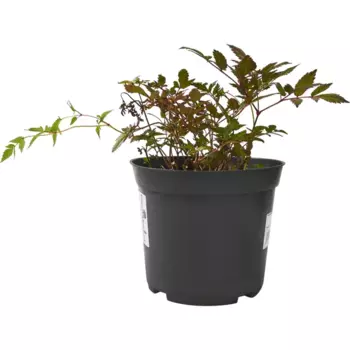 Астильба арендса Гранат C3 15 h30 см