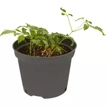 Астильба арендса Сестра Тереза C2 15 h30 см