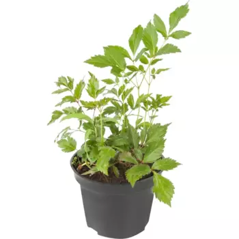 Астильба «Европа» 15x45 см