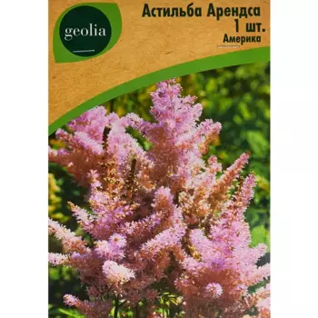 Астильба Geolia Арендса Америка