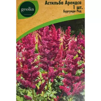 Астильба Geolia Арендса Бургунди Ред