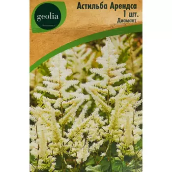Астильба Geolia Арендса Диамант