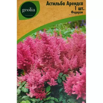 Астильба Geolia Арендса Федерзи