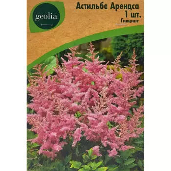 Астильба Geolia Арендса Гиацинт