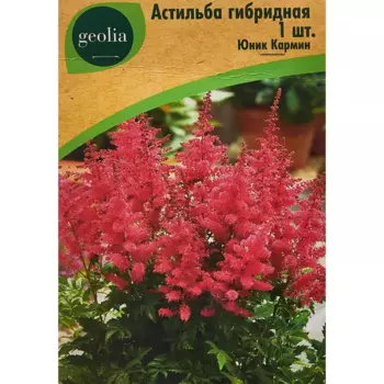 Астильба Geolia гибридная Юник Кармин