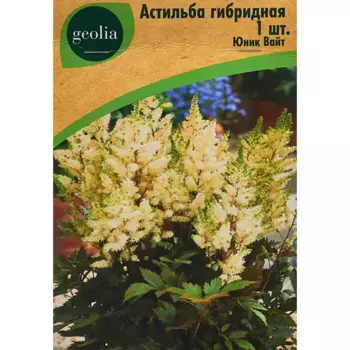 Астильба Geolia гибридная Юник Вайт
