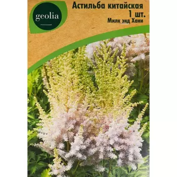 Астильба Geolia китайская Милк Эндхани