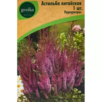 Астильба Geolia китайская Пурпуркерцэ
