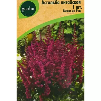 Астильба Geolia китайская Вижнс Инред