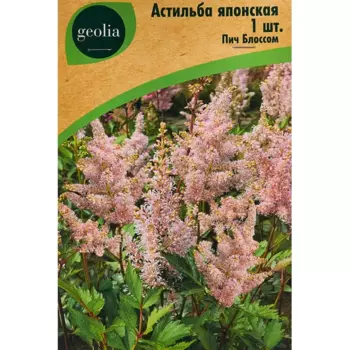 Астильба Geolia японская Пич Блоссом