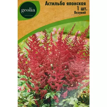 Астильба Geolia японская Везувий