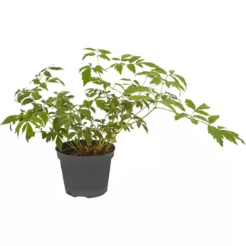 Астильба Глория Пурпурея 14 h30 см