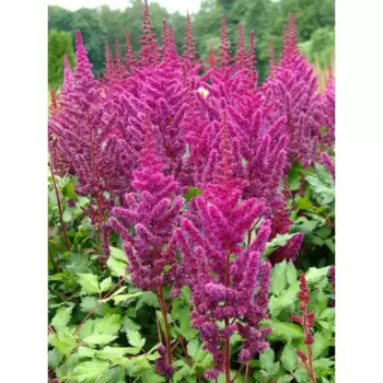 Астильба китайская Вижн ин Ред 15 h30 см