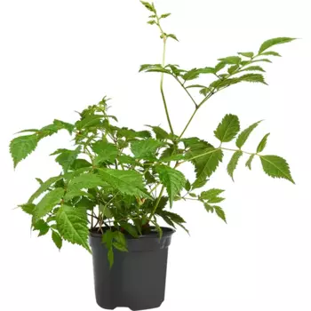 Астильба микс 12 h40 см