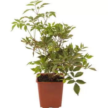 Астильба микс С2