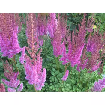 Астильба Пурупуркерц 14 h30 см
