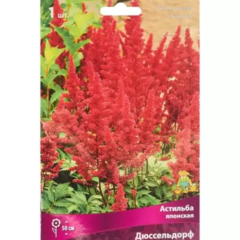 Астильба японская Дюссельдорф