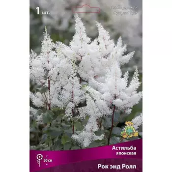Астильба японская Рок Энд Ролл