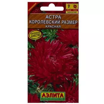 Астра красная «Королевский размер»