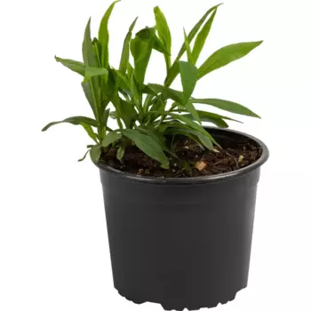 Астра кустарниковая Аполло 17 h30 см