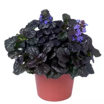 Аюга микс 12 h15 см