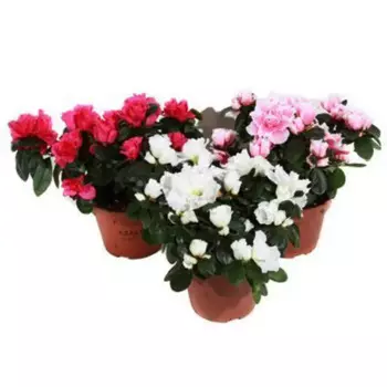 Азалия Люкс микс 10 h10 см