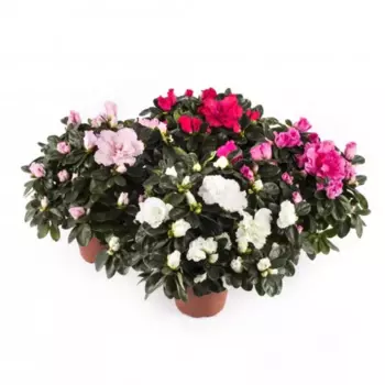 Азалия Люкс микс 12 h20 см