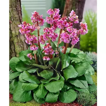 Бадан 9x15 см