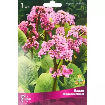 Бадан сердцелистный