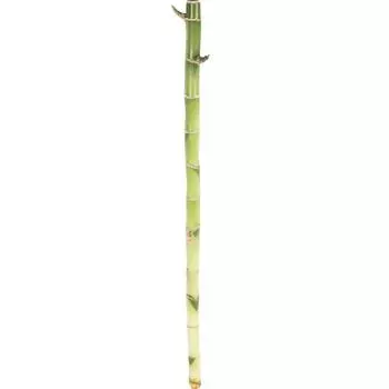 Бамбук Лакки 1x40 см