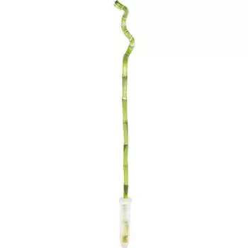 Бамбук Лакки (спираль) 1x50 см