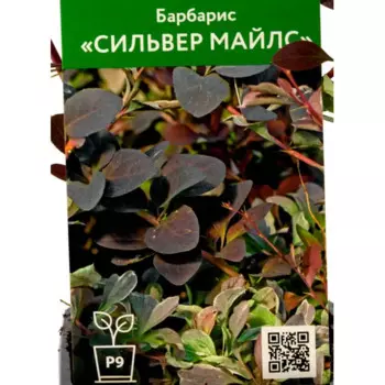 Барбарис Оттавский Сильвер Майлс 9 см h50 см
