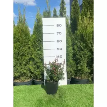 Барбарис самшитолистный Нана h20 - 40 см
