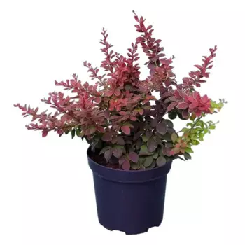 Барбарис Тунберга 15 h35 см