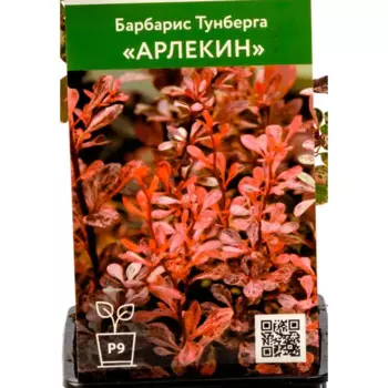 Барбарис Тунберга Арлекин 9 см h30 см